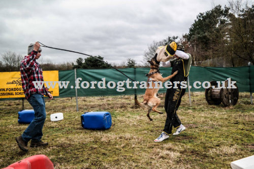 Schutzhund Training with Professional Dog Supplies
